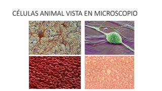 CÉLULAS ANIMAL VISTA EN MICROSCOPIO
 