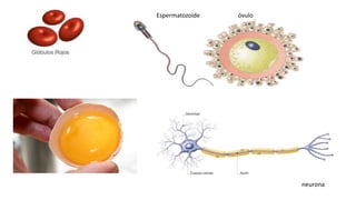 Espermatozoide óvulo
neurona
 