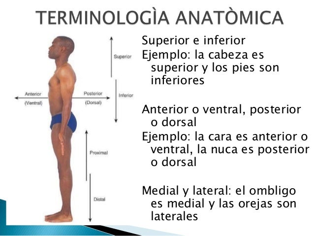 1) terminologìa anatòmica y planimetrìa