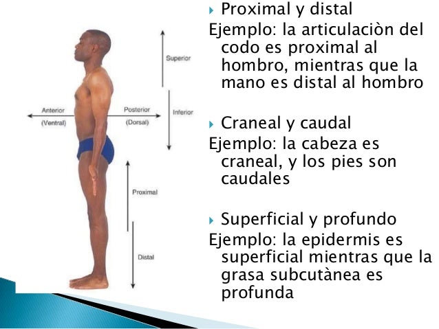 1) terminologìa anatòmica y planimetrìa