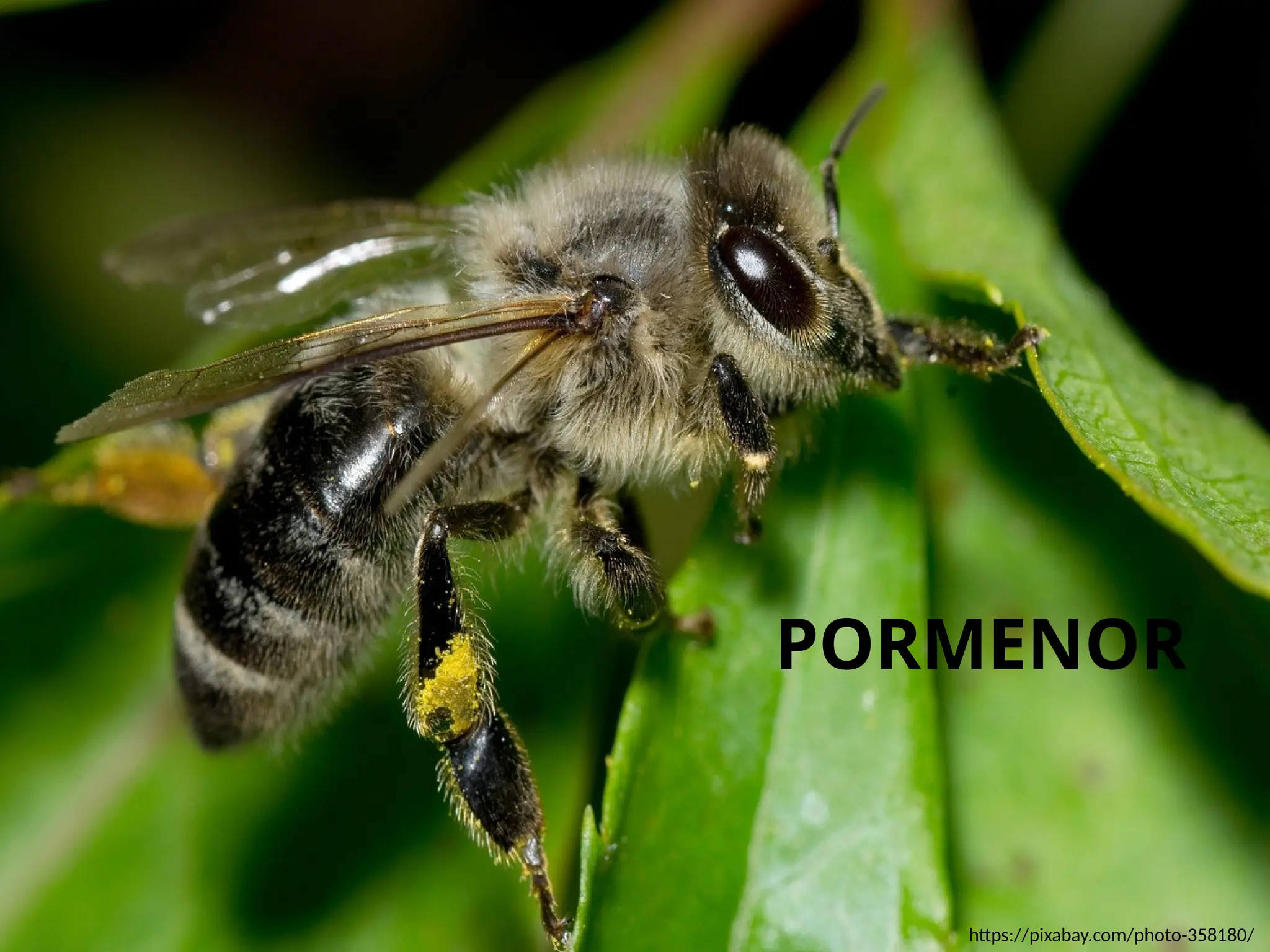 PORMENOR
https://pixabay.com/photo-358180/
 