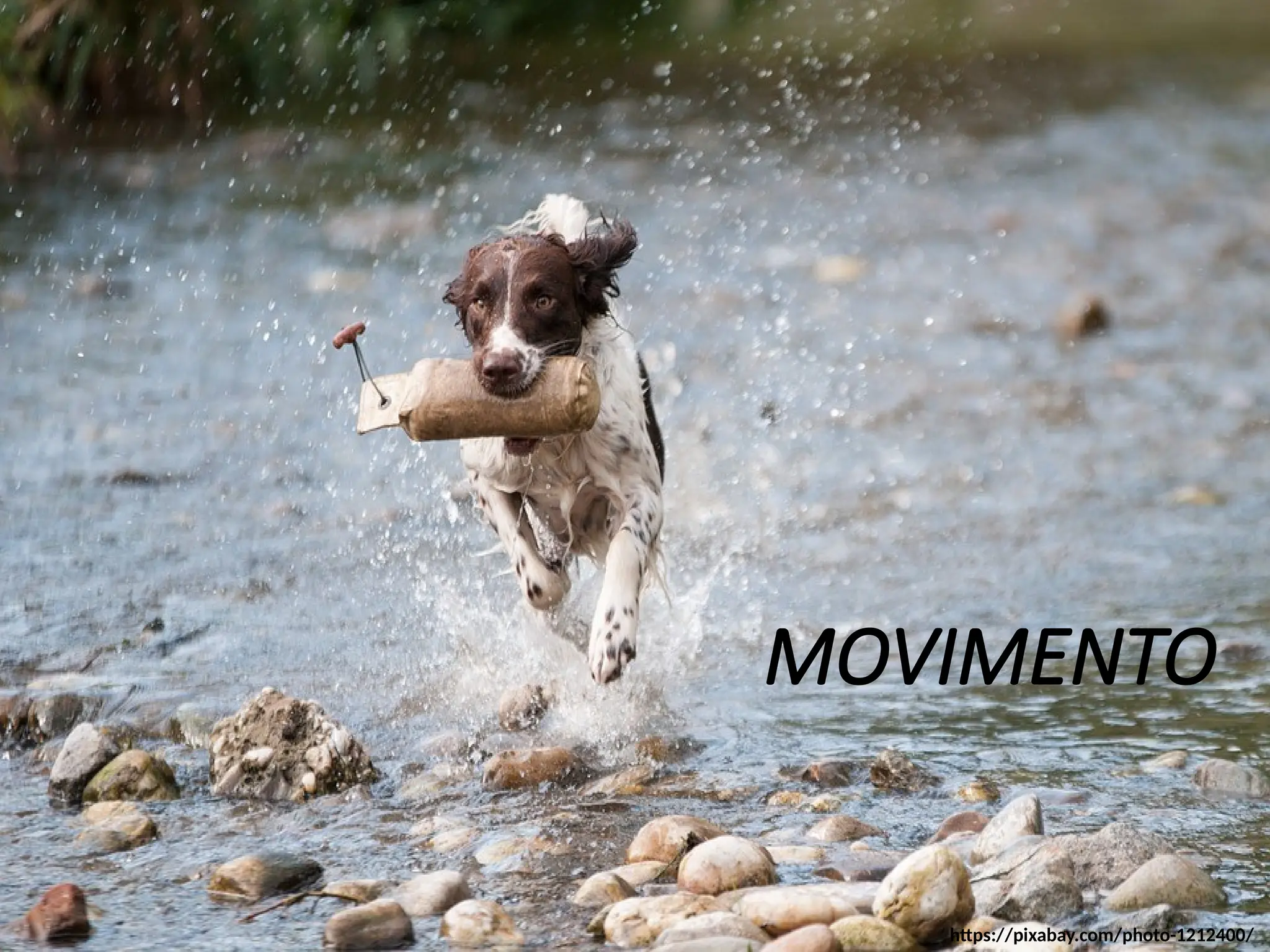 MOVIMENTO
https://pixabay.com/photo-1212400/
 