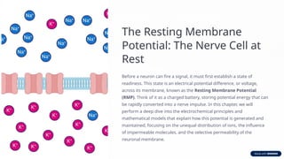 Nerve lecture 1: The-Resting-Membrane-Potential-donan and equilibrium ...