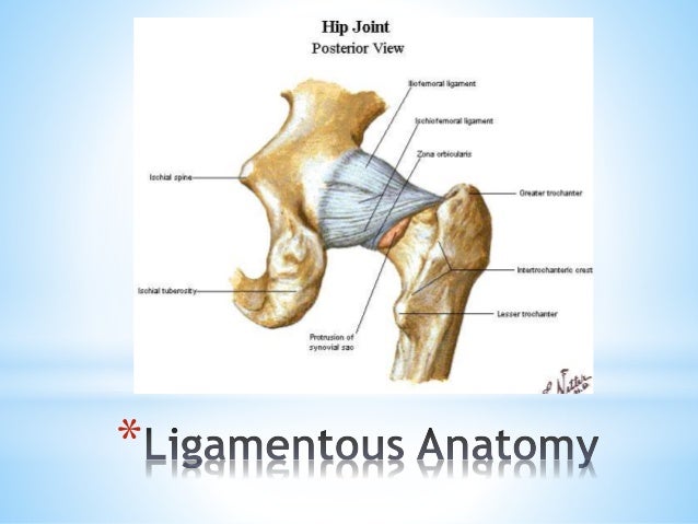 Anatomy of The hip joint & femoral Head
