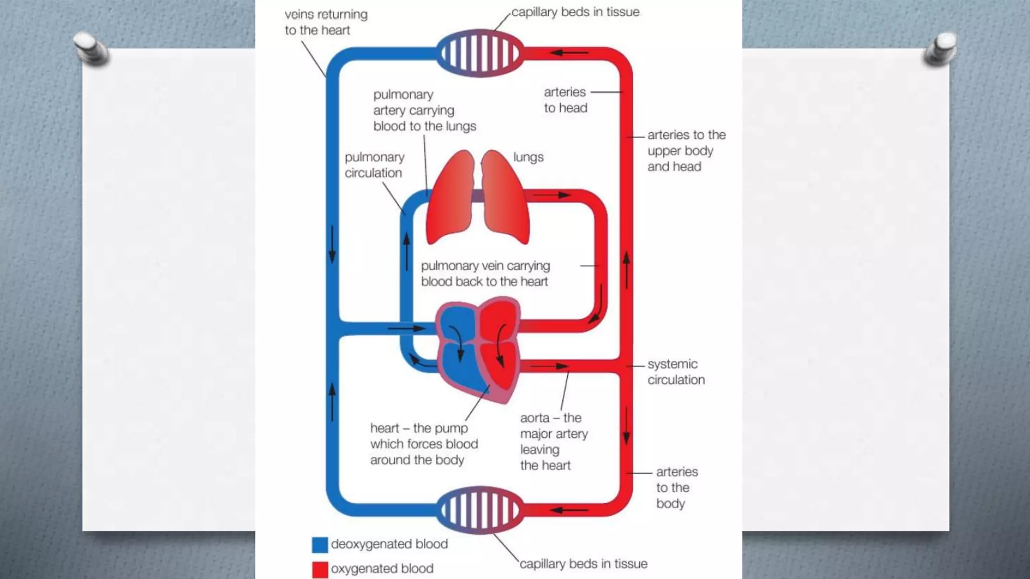 AS Biology The principles of circulation | PPTX