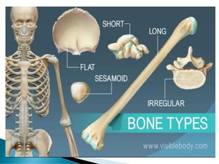 The Skeletal System: Structure, Functions and Types of Bones | PDF