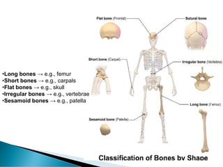 The Skeletal System: Structure, Functions and Types of Bones | PDF