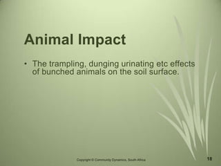 18
Animal Impact
• The trampling, dunging urinating etc effects
of bunched animals on the soil surface.
Copyright © Community Dynamics, South Africa
 