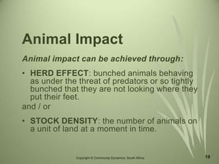19
Animal Impact
Animal impact can be achieved through:
• HERD EFFECT: bunched animals behaving
as under the threat of predators or so tightly
bunched that they are not looking where they
put their feet.
and / or
• STOCK DENSITY: the number of animals on
a unit of land at a moment in time.
Copyright © Community Dynamics, South Africa
 