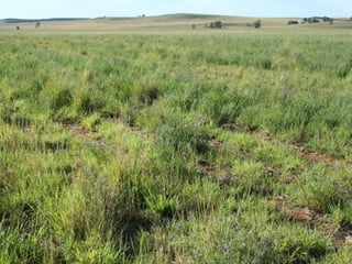 The Soil Ian Mitchell-Inness