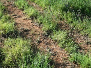 The Soil Ian Mitchell-Inness