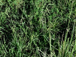 The Soil Ian Mitchell-Inness