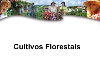 Cultivos Florestais 
 