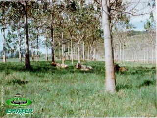 V. PORFÍRIO DA SILVA 
 