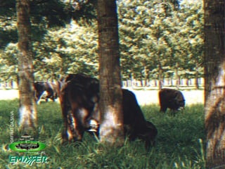 V.PORFÍRIO DA SILVA 
 