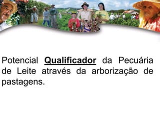 Potencial Qualificador da Pecuária 
de Leite através da arborização de 
pastagens. 
 