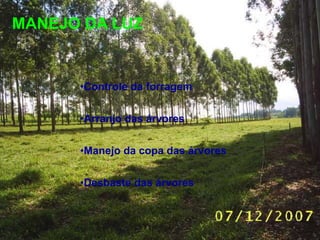 MANEJO DA LUZ 
•Controle da forragem 
•Arranjo das árvores 
•Manejo da copa das árvores 
•Desbaste das árvores 
 