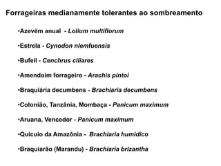 Forrageiras medianamente tolerantes ao sombreamento 
•Azevém anual - Lolium multiflorum 
•Estrela - Cynodon nlemfuensis 
•Bufell - Cenchrus ciliares 
•Amendoim forrageiro - Arachis pintoi 
•Braquiária decumbens - Brachiaria decumbens 
•Colonião, Tanzânia, Mombaça - Panicum maximum 
•Aruana, Vencedor - Panicum maximum 
•Quicuio da Amazônia - Brachiaria humidico 
•Braquiarão (Marandu) - Brachiaria brizantha 
 
