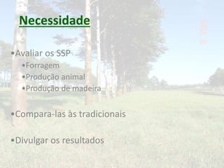 Necessidade 
•Avaliar os SSP 
•Forragem 
•Produção animal 
•Produção de madeira 
•Compara-las às tradicionais 
•Divulgar os resultados 
 