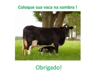 Coloque sua vaca na sombra ! 
Obrigado! 
