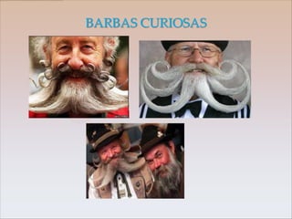 BARBAS CURIOSAS
 