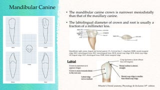 Dlf Roots Tooth anatomy and its enigma.pptx