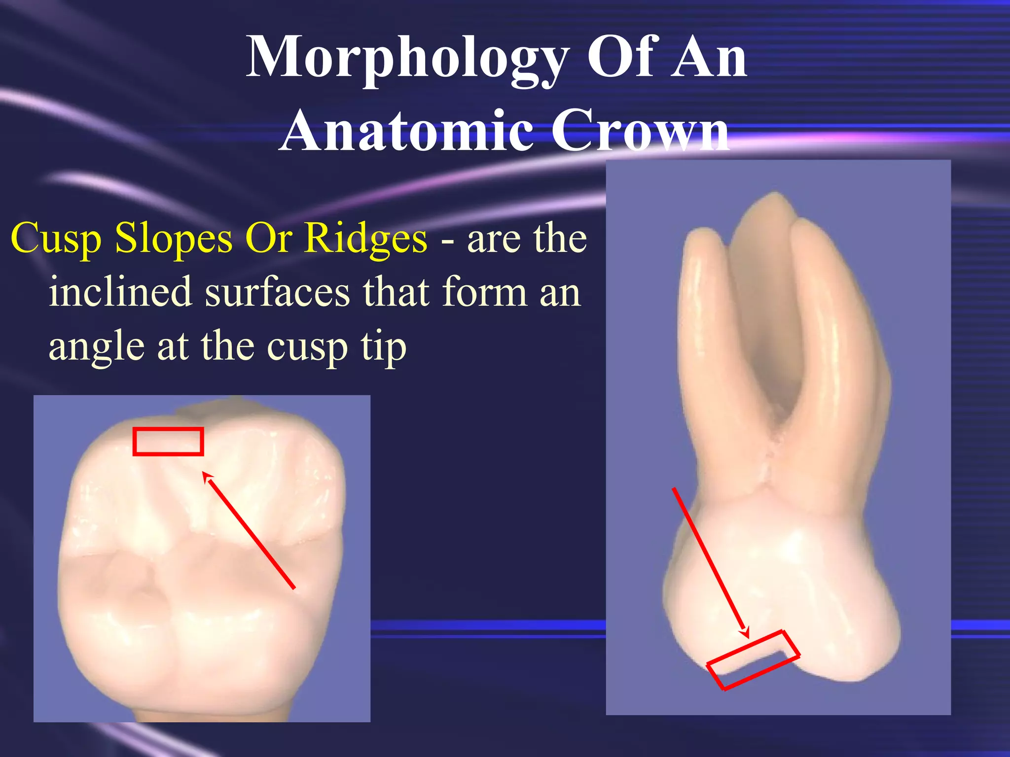Tooth Morphology Basics | PPT
