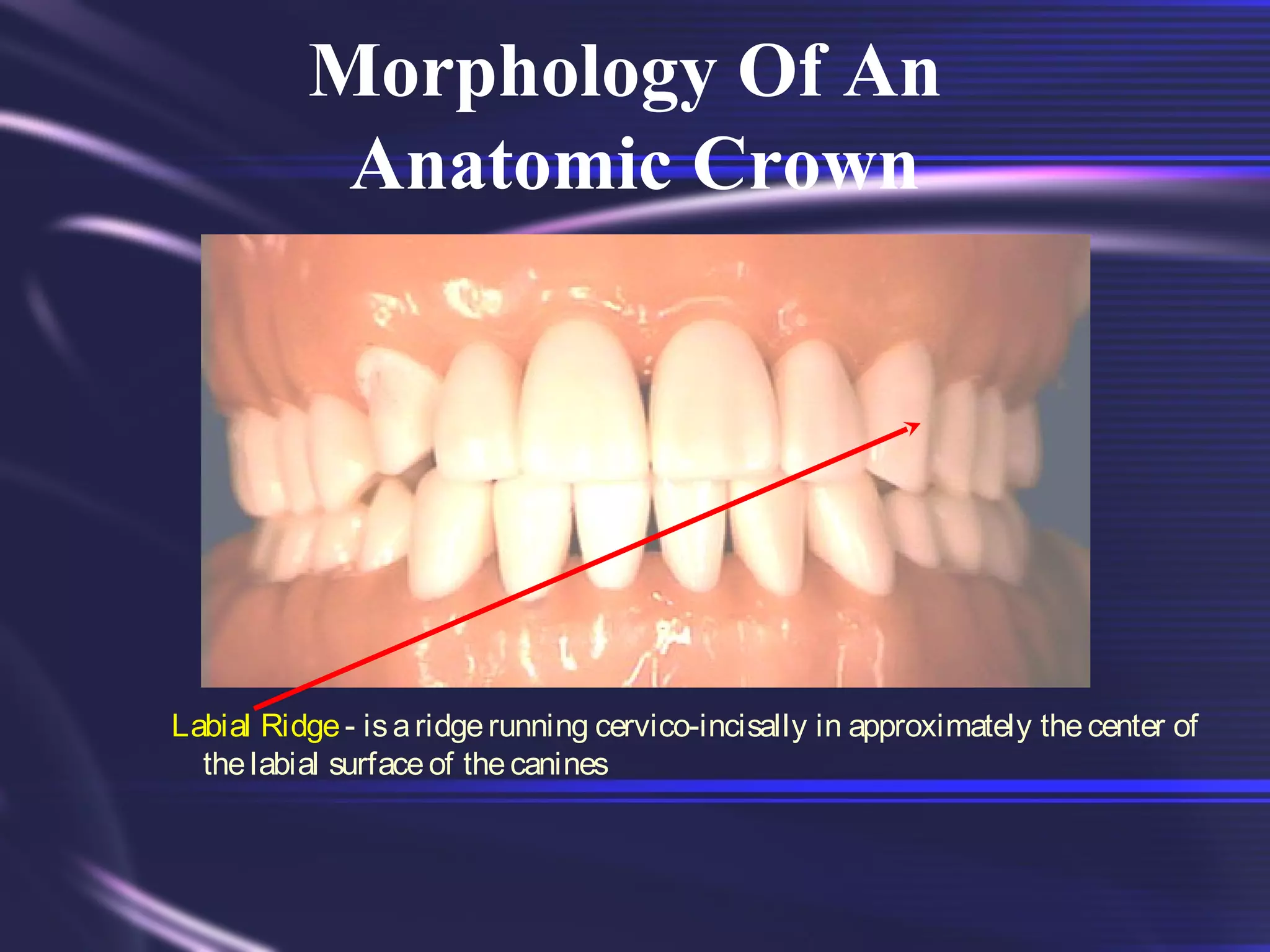 Tooth Morphology Basics | PPT