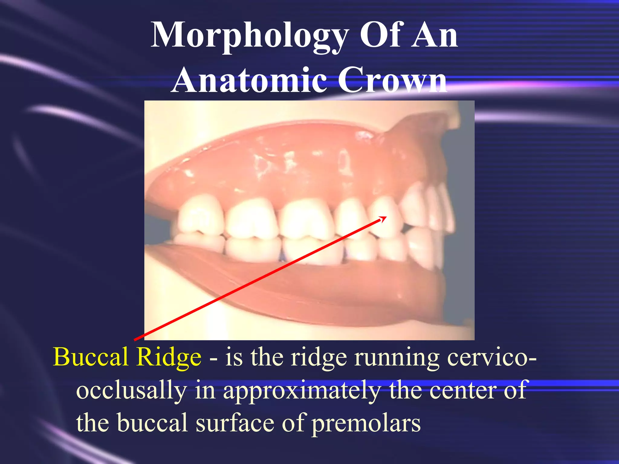 Mid Developmental Ridge Tooth Morphology Basics | PPT