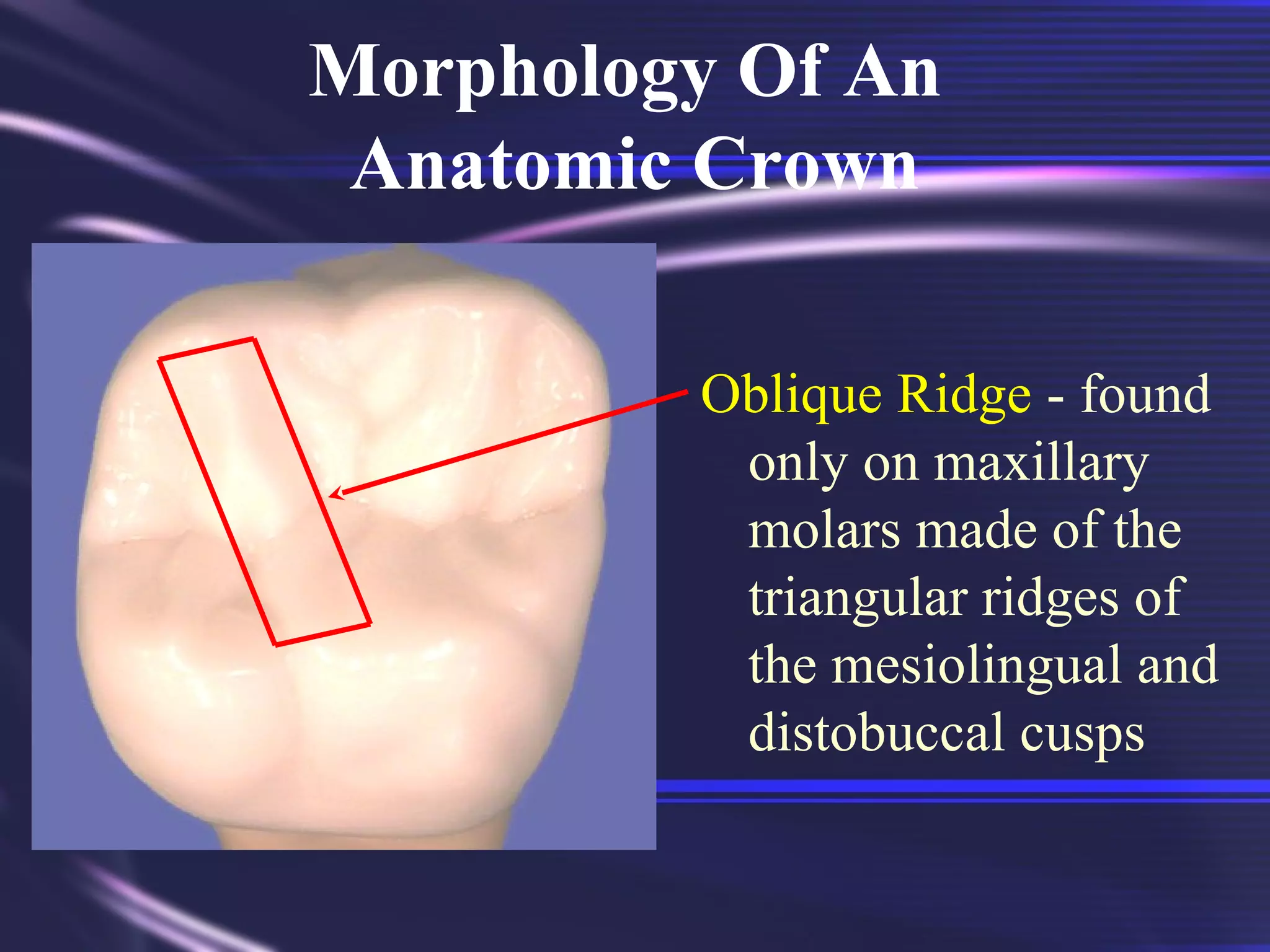 Triangular Cusp Ridge Tooth Morphology Basics | PPT