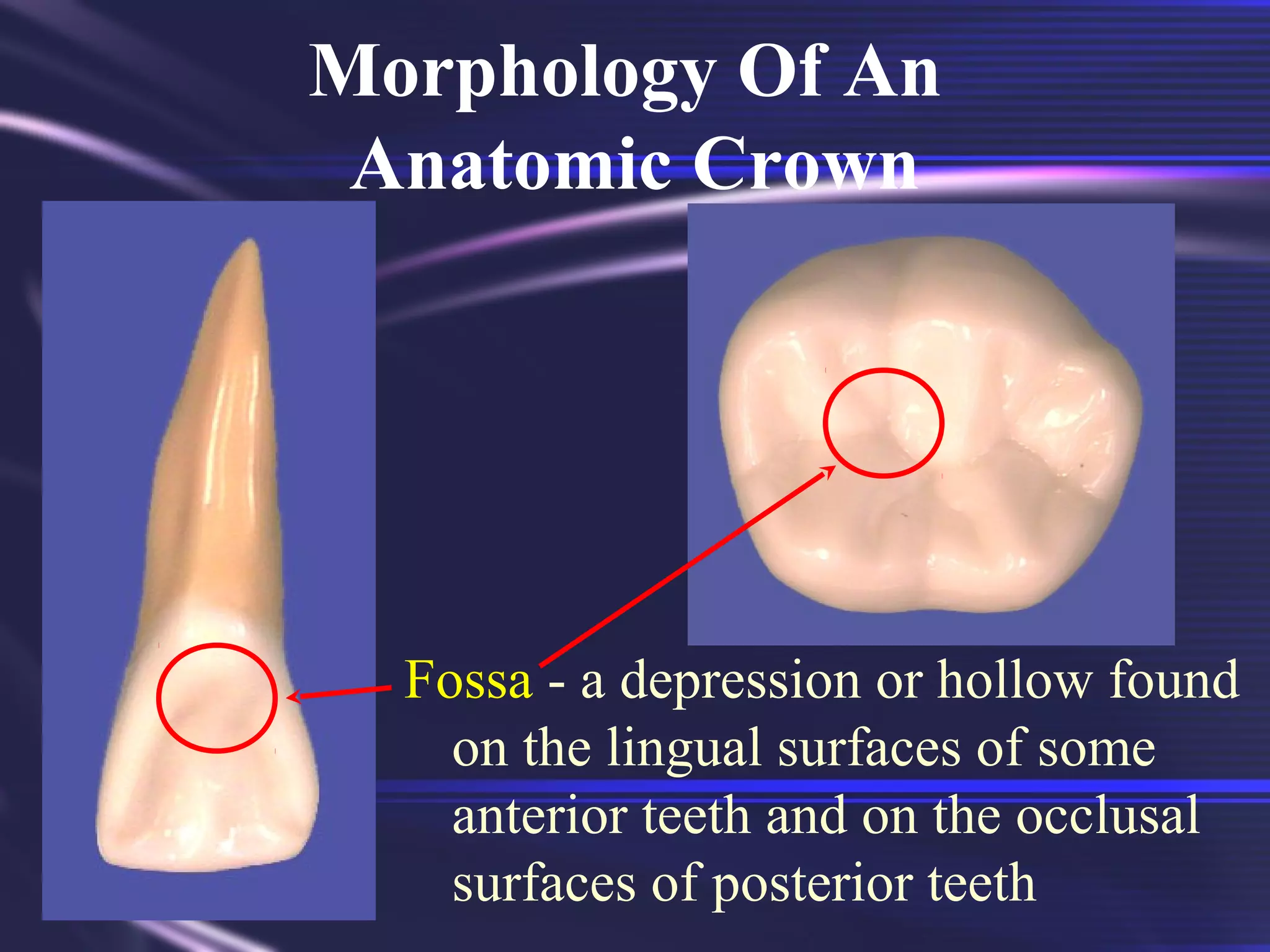 Fossae Tooth Morphology Basics | PPT