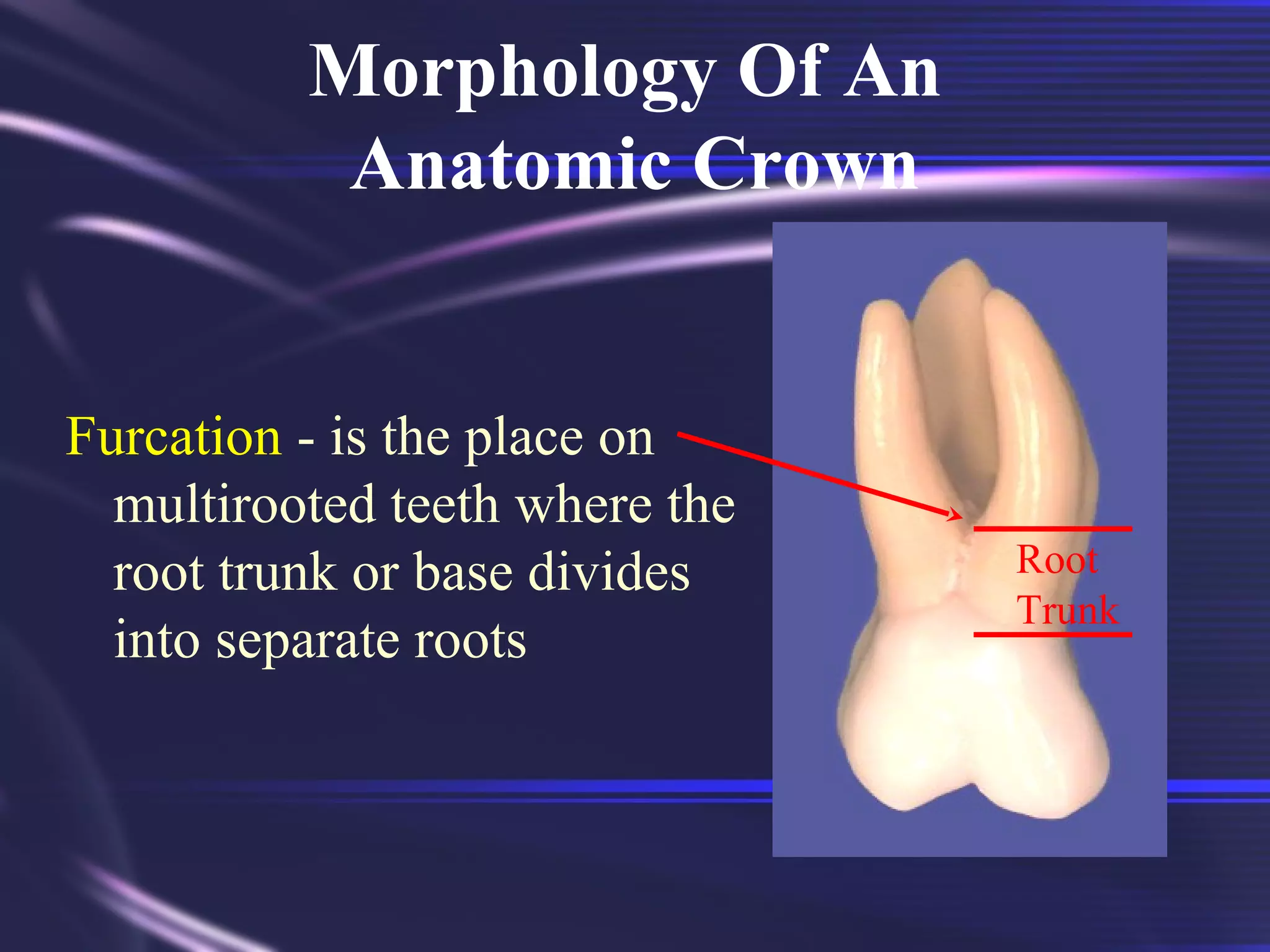 Tooth Morphology Basics | PPT