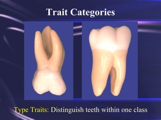 Tooth Morphology Basics | PPT