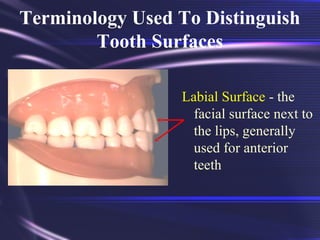 Tooth Morphology Basics | PPT