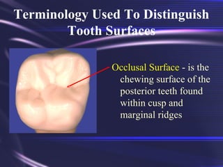 Multi Surfaced Tooth Tooth Morphology Basics | PPT