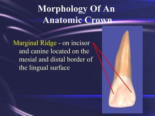 Marginal Ridges On Tooth Tooth Morphology Basics | PPT