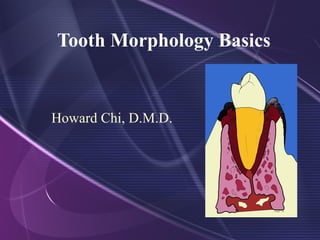 Tooth Morphology Basics
Howard Chi, D.M.D.
 