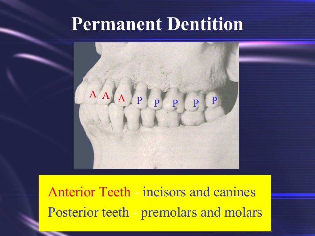 Tooth Morphology Basics