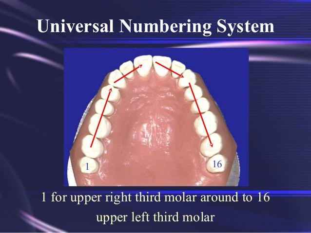 Tooth Morphology Basics