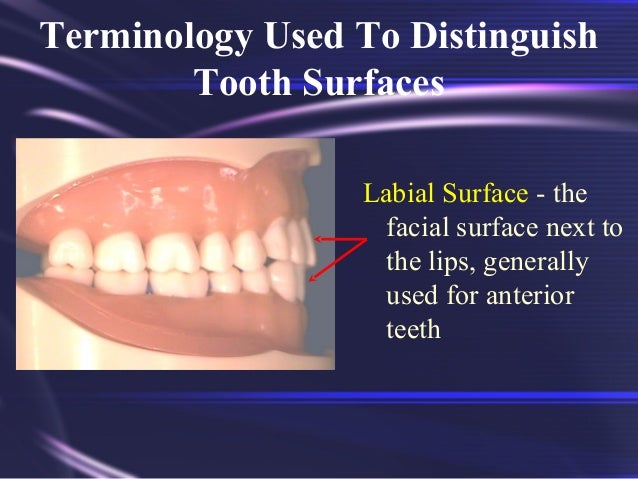 Tooth Morphology Basics