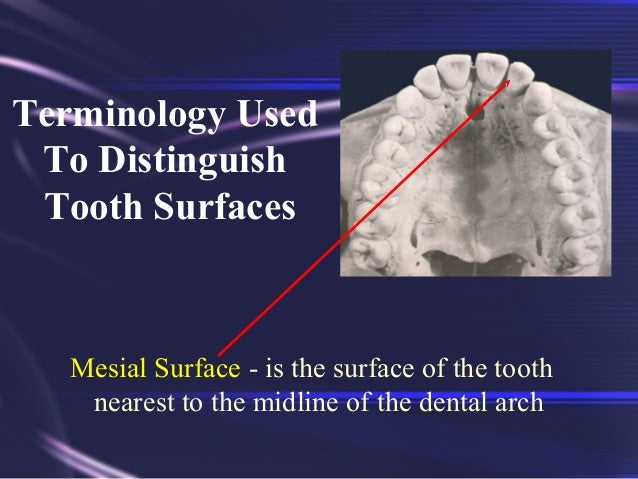 Tooth Morphology Basics