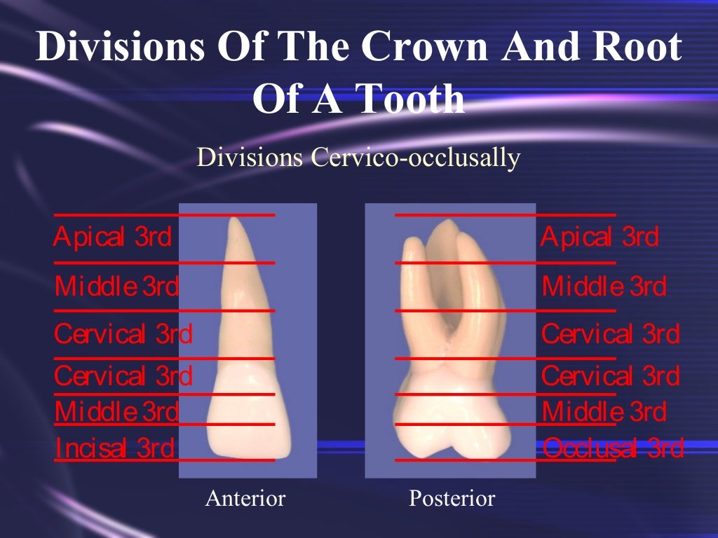 Tooth Morphology Basics fraction-pie-divided-into-thirds-clipart-etc
