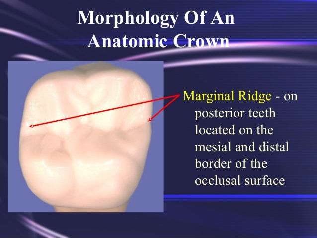 tooth morphology basics tooth morphology