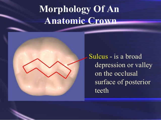 Tooth Morphology Basics