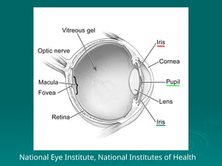 National Eye Institute, National Institutes of Health
 
