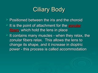 Ciliary Body
Ciliary Body
 Positioned between the iris and the choroid
Positioned between the iris and the choroid
 It is the point of attachment for the
It is the point of attachment for the zonular
zonular
fibers
fibers, which hold the lens in place
, which hold the lens in place
 It contains many muscles - when they relax, the
It contains many muscles - when they relax, the
zonular fibers relax. This allows the lens to
zonular fibers relax. This allows the lens to
change its shape, and it increase in dioptric
change its shape, and it increase in dioptric
power - this process is called accommodation
power - this process is called accommodation
 