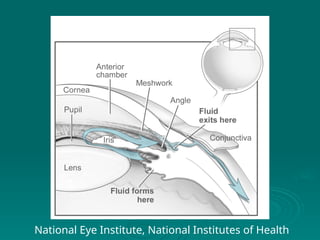 National Eye Institute, National Institutes of Health
 
