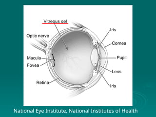 National Eye Institute, National Institutes of Health
 