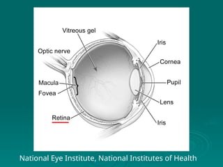 National Eye Institute, National Institutes of Health
 