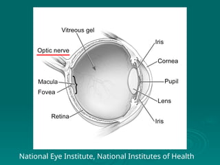 National Eye Institute, National Institutes of Health
 
